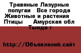 Травяные Лазурные попугаи - Все города Животные и растения » Птицы   . Амурская обл.,Тында г.